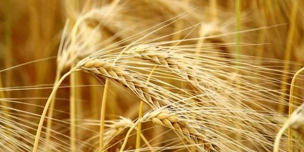 Things That are 1 Inch Long