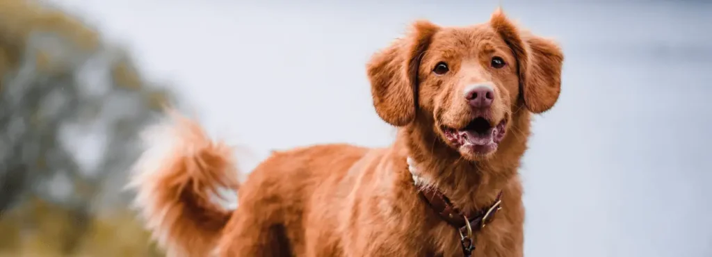 Things That Weigh 10 Kilograms