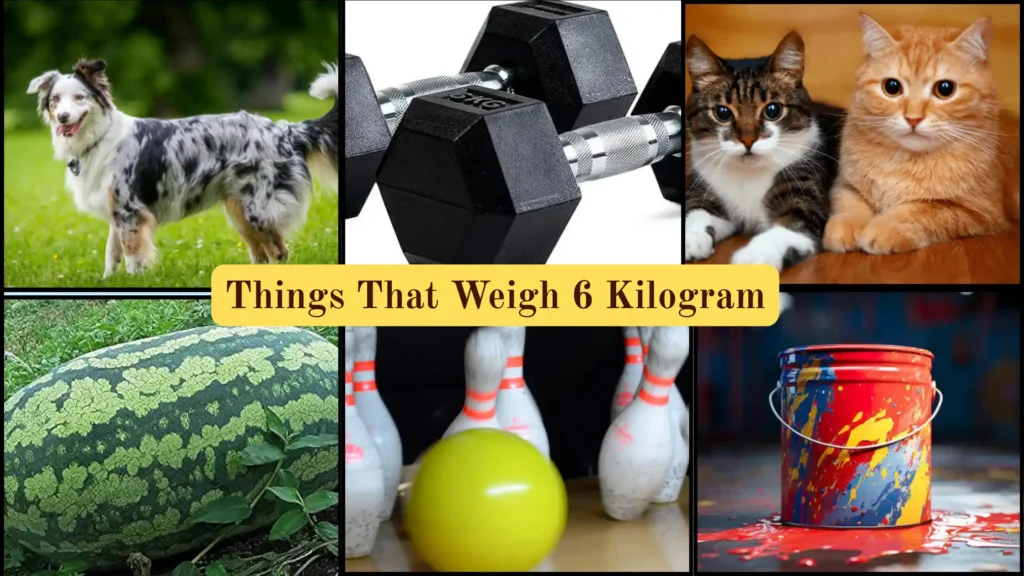 Things That Weigh 6 Kilograms