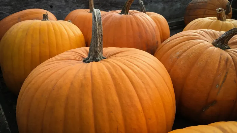 Things That Weigh 4 Kilograms